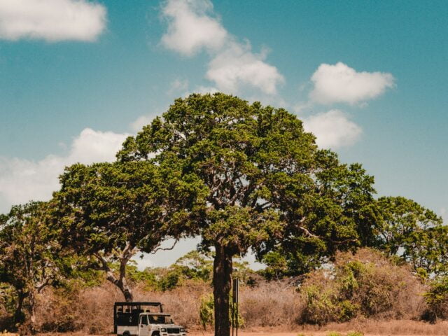 fergus-so-c33FdqxHKxE-unsplash https://travelartisans.lk/wp-content/uploads/2024/02/fergus-so-c33FdqxHKxE-unsplash-640x480.jpg