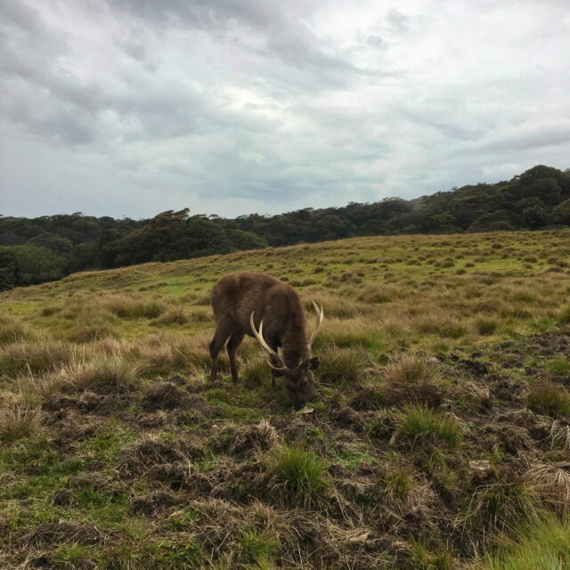 nature-field-outdoors-grassland-2e097d68a82e015f5de7b90fa47f0b5e https://travelartisans.lk/wp-content/uploads/2024/02/nature-field-outdoors-grassland-2e097d68a82e015f5de7b90fa47f0b5e-640x640.jpg