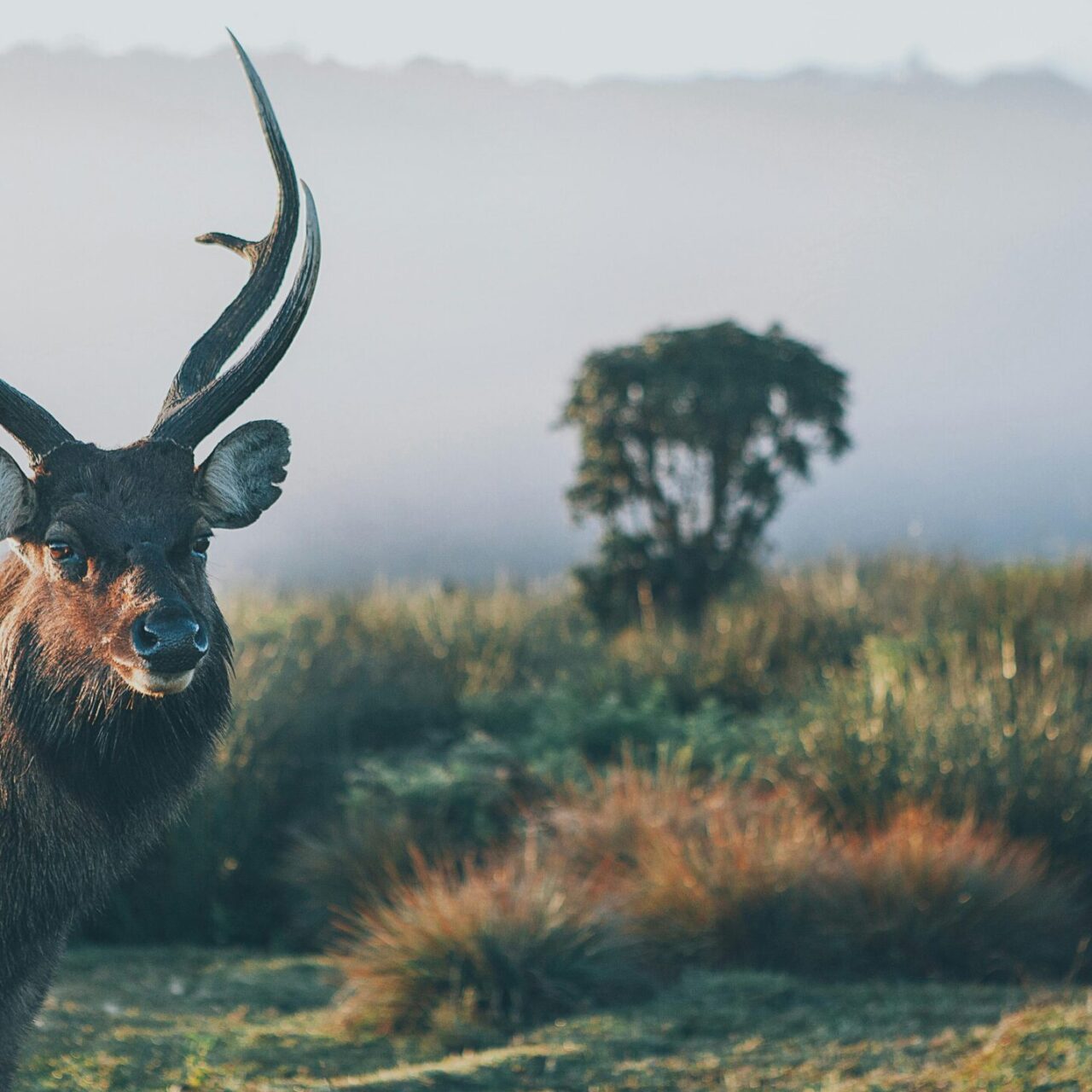 https://travelartisans.lk/wp-content/uploads/2024/02/pexels-elina-sazonova-4403902-1-scaled-e1708019686969-1280x1280.jpg